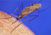 Columbia Research Centers Awarded More Than $3 Million From Google.org to Bolster Disease Prevention
