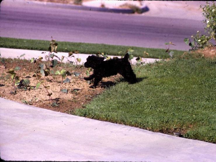 93 Santa Barbara pets Photo #6