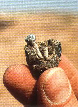 tooth