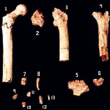 fossil bones
