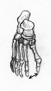 Foot
