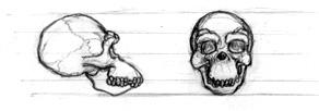 Skull of g. gargolis