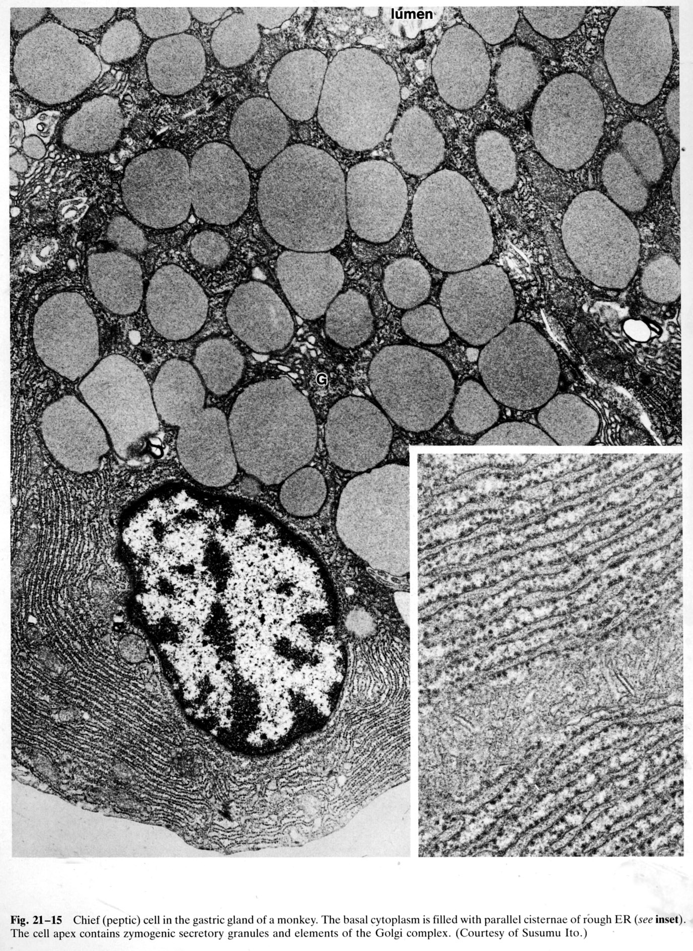 Chief cell in gastric gland of monkey