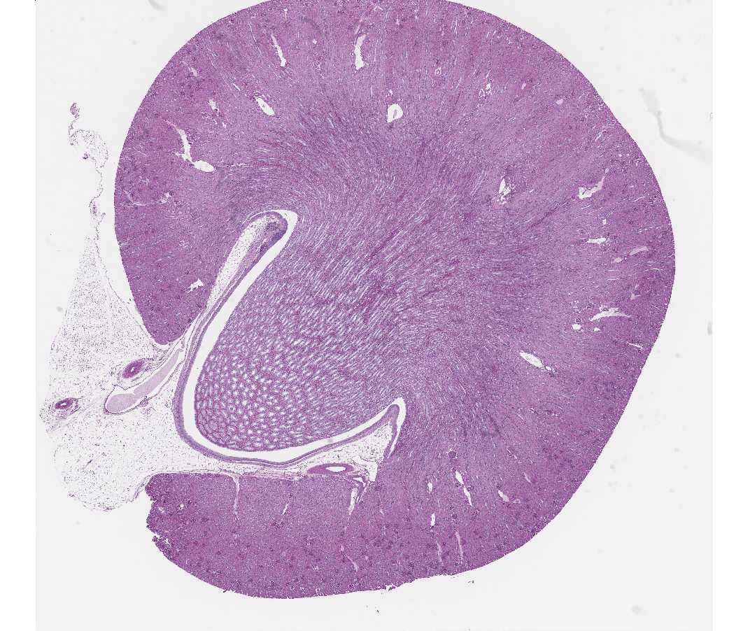 #103a Kidney. Guinea Pig.  Periodic acid-Schiff (PAS) reaction and hematoxylin