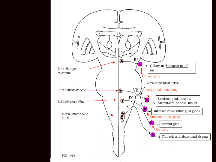 edinger westphal nucleus blown pupil